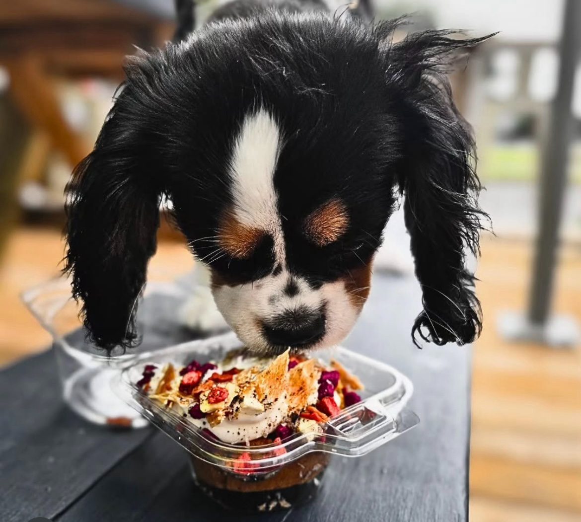 Un cocker spaniel comiendo su pupcake con frutos rojos y crema